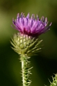 Thistles